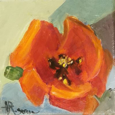 Coquelicot